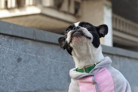 French bulldog pulls its head up. It's cold outside and he's wearing a jacket.の写真素材