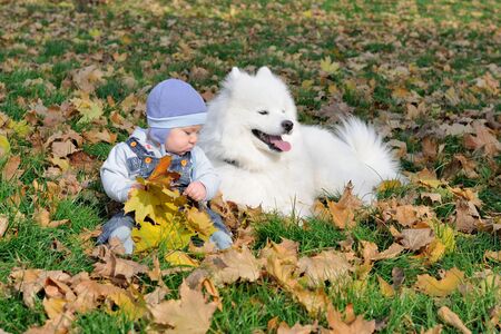 Baby sitting in yellow leaves on the lawn. Next to him is a large white dog - Samoyed husky.の写真素材