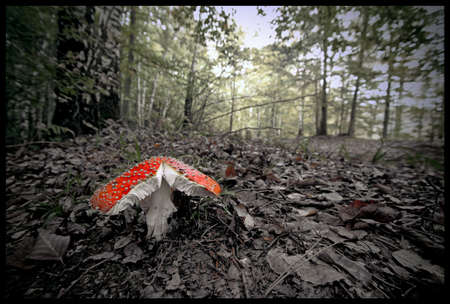 Red Agaricの写真素材