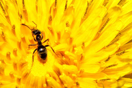 Ant on the flowerの写真素材