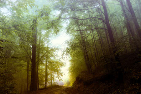 Gentle Forest Fogの写真素材