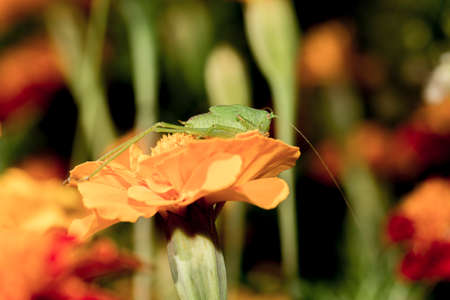 Grasshopper on the flower, enjoying on the sunshineの写真素材