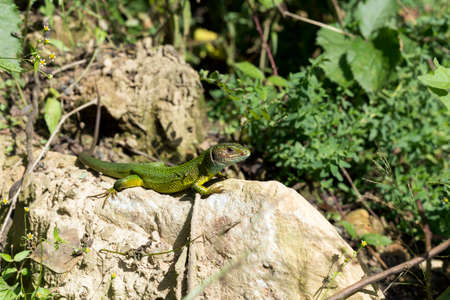 Lizard on the rockの写真素材