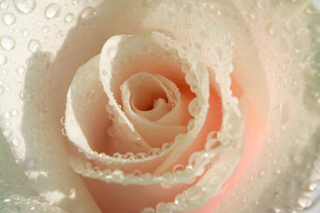 Pink White Rose with drops water macro  の写真素材