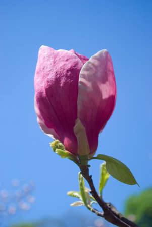 Pink magnolia blossom against a clear blue skyの写真素材