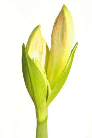 Green Plant flower in white backgroundの写真素材