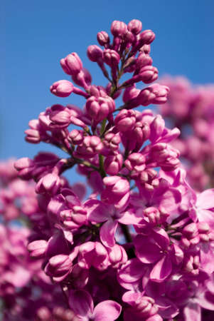 Close up blooming lilac against blue sky