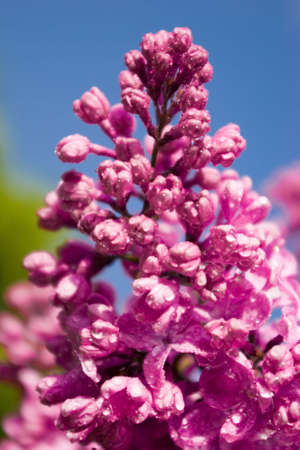 Close up blooming lilac with dewsの写真素材