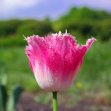 Tulip flower with dews, pink, whiteの写真素材