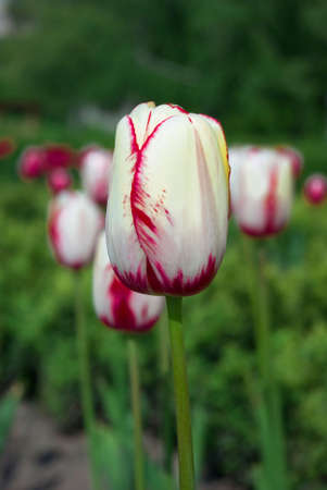 pink white tulipsの写真素材