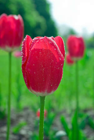 A red tulip with dew a in a tulip gardenの写真素材