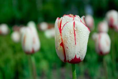 white and pink vivid tulipsの写真素材