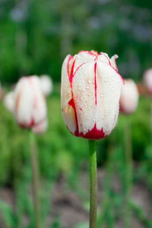 white and pink vivid tulipsの写真素材