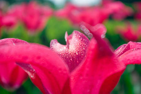Abstract Close-up macro Spring Tulips の写真素材