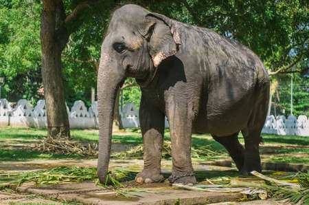 Close up portrait of elephant in Sri Lankaの写真素材