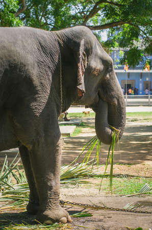 Close up portrait of elephant in Sri Lankaの写真素材