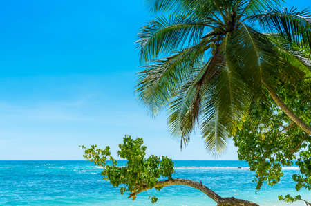 Beautiful tropical beach with palmsの写真素材