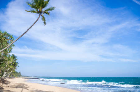 Tropical beach in Sri Lankaの写真素材