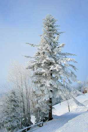 snow covered fir tree in mountains under blue skyの写真素材