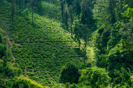 Landscape with green fields of tea in Sri Lankaの写真素材
