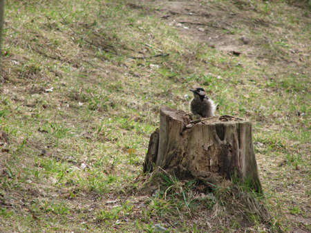 woodpecker on the old stumpの写真素材