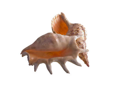shells isolated on whiteの写真素材