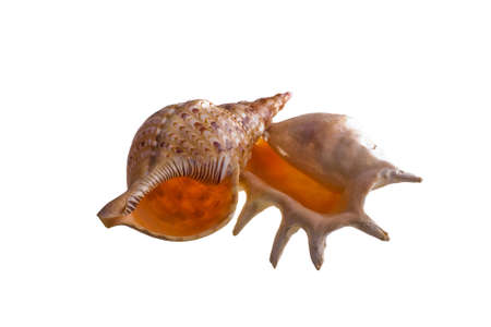 shells isolated on white