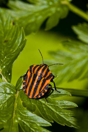 graphosoma lineatum bug on green leaf