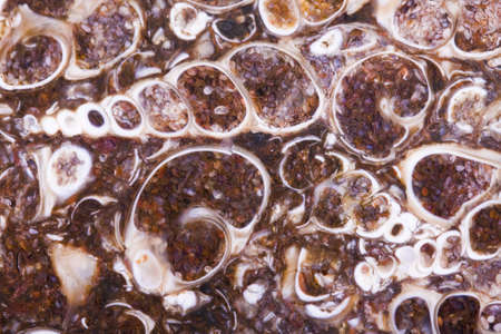 fossil turritella agate rough slabの写真素材