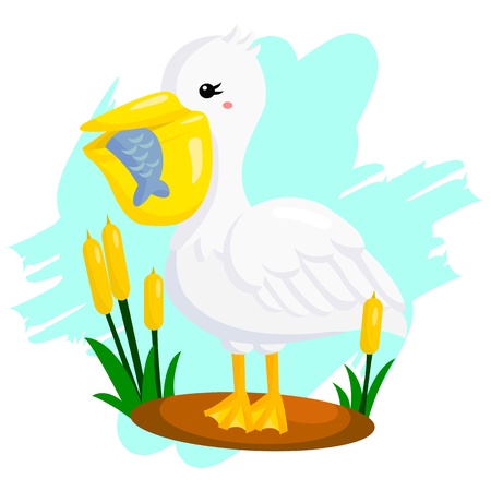 Pelicanのイラスト素材
