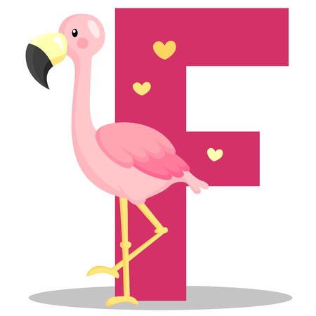 Alphabet F for flamingoのイラスト素材