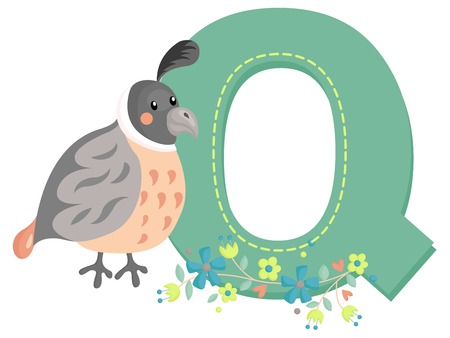 Alphabet Q for Quailのイラスト素材