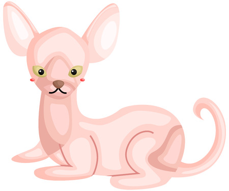 a sphynx catのイラスト素材