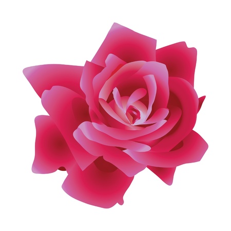 Red beautiful rose  Vector illustration のイラスト素材