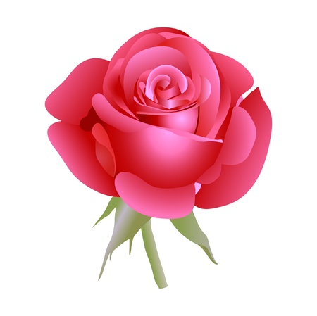 Red beautiful rose. Vector illustration.のイラスト素材