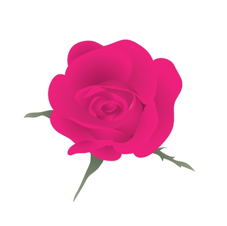 Red beautiful rose. Vector illustration. のイラスト素材