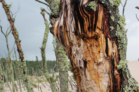 Death trees in the sand desert, moving dunes near Leba, Poland, Slowinski parkの写真素材