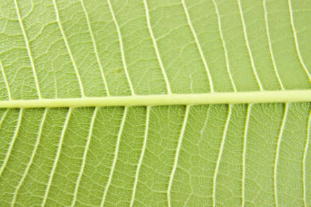 Stalk and Leaf texture 