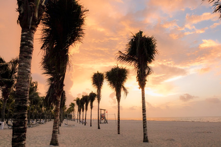 The Palms Greet the Dayの写真素材
