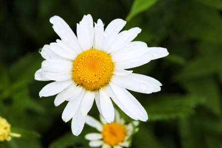 Dew drops on Daisy's flowerの写真素材