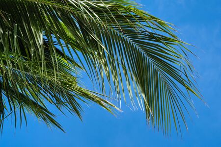 Palm Fronds In The Skyの写真素材