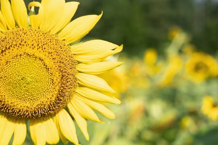 The Color of Sunflowersの写真素材