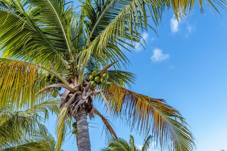 Coconuts Fresh From Its Sourceの写真素材