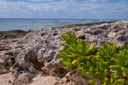 Coast Of The Caribbean Seaの写真素材
