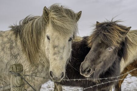 Native Icelandic Horse Portraitの写真素材