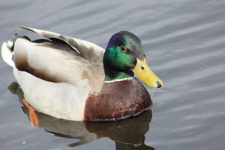 mallard duckの写真素材
