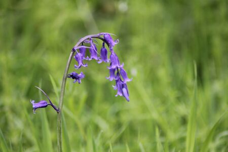 bluebellの写真素材