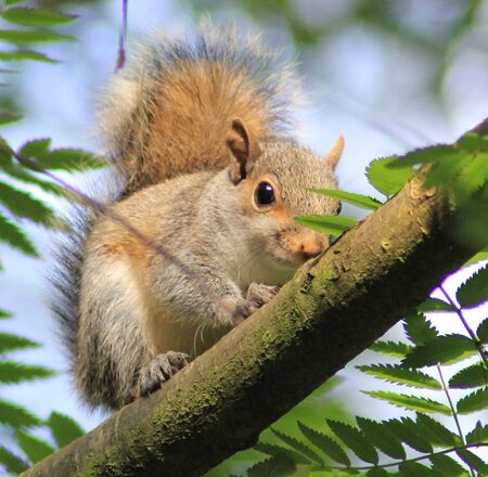 squirrelの写真素材