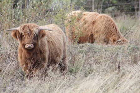 highland cattleの写真素材