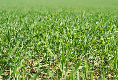 field full of grass in the springの写真素材